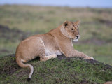 Lioness (Panthera Leo)  Masai Mara National Reserve  Kenya  East Africa  Africa