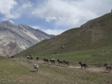 Donkeys Carry Supplies Down Hill  Aconcagua National Park  Argentina  South America