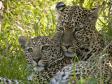 Leopards (Panthera Pardus)  Masai Mara National Reserve  Kenya  East Africa  Africa