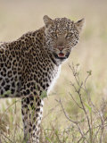 Leopard (Panthera Pardus)  Masai Mara National Reserve  Kenya  East Africa  Africa