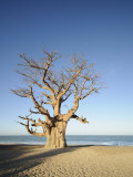 Baobab Tree  Sine Saloum Delta  Senegal  West Africa  Africa