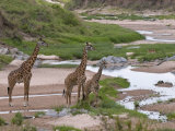 Masai Giraffe (Giraffa Camelopardalis)  Masai Mara National Reserve  Kenya  East Africa  Africa