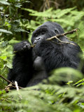 Silverback Mountain Gorilla (Gorilla Gorilla Beringei)  Group 13  Volcanoes National Park  Rwanda