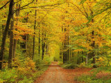 Forest in Autumn  Schoenbuch  Baden-Wurttemberg  Germany  Europe