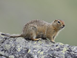 Arctic Ground Squirrel (Parka Squirrel) (Citellus Parryi)  Hatcher Pass  Alaska