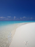 Starfish on Beach  Male Atoll  Maldives  Indian Ocean