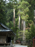 Cedar Trees at Futarasan Shinto Shrine  Nikko Temples  UNESCO World Heritage Site  Honshu  Japan