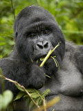 Silverback Mountain Gorilla (Gorilla Gorilla Beringei)  Group 13  Volcanoes National Park  Rwanda
