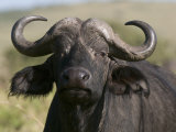 Cape Buffalo (Syncerus Caffer)  Masai Mara National Reserve  Kenya  East Africa  Africa