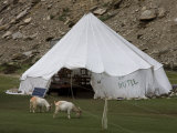 Tent Hotel  Tsomori  Ladakh  India  Asia