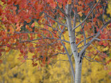 Orange and Yellow Aspen Leaves  White River National Forest  Colorado  United States of America