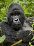 Silverback Mountain Gorilla (Gorilla Gorilla Beringei)  Group 13  Volcanoes National Park  Rwanda