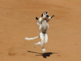 Dancing Sifaka (Propithecus Verreauxis)  Private Parc De Berenty  Southern Madagascar  Africa