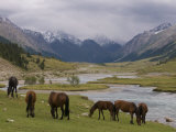 Wild Horses at River  Karkakol  Kyrgyzstan  Central Asia