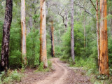 Karri Forest  Warren National Park  Western Australia  Australia  Pacific