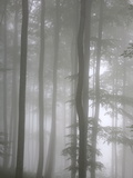 Trees in Fog  Saint-Jean-Pied-De-Port  Pyrenees Atlantique  France  Europe