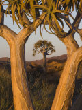 Quiver Trees (Kokerboom) (Aloe Dichotoma)  Augrabies Falls National Park  South Africa
