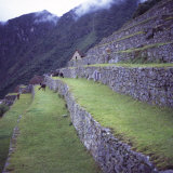Llamas Eat Grass Near the Main Entrance of Machu Picchu  Peru  South America
