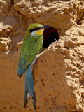 Swallow-Tailed Bee-Eater (Merops Hirundineus)  Kgalagadi Transfrontier Park  South Africa