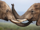 Elephants (Loxodonta Africana)  Greeting  Addo National Park  South Africa  Africa