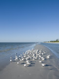 Royal Tern Birds on Beach  Sanibel Island  Gulf Coast  Florida