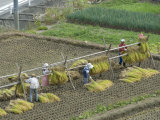 Rice Harvest  Hanging Out Cut Rice to Dry  Hiraizumi  Iwate-Ken  Northern Honshu  Japan  Asia