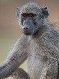Chacma Baboon (Papio Ursinus)  Kruger National Park  South Africa  Africa
