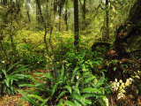 Rainforest  Pacific Rim National Park  Vancouver Island  British Columbia  Canada  North America
