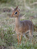 Kirk's Dik-Dik (Madoqua Kirkii)  Masai Mara National Reserve  Kenya  East Africa  Africa
