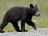 Black Bear (Ursus Americanus) Cub Crossing the Road  Alaska Highway  British Columbia  Canada