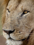 Lion (Panthera Leo) Up Close  Masai Mara National Reserve  Kenya  East Africa  Africa