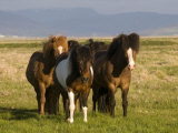 Iceland Ponies Near the Village of Skagheidi  Iceland  Polar Regions