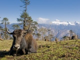 Yak Grazing on Top of the Pele La Mountain Pass with the Himalayas in the Background  Bhutan