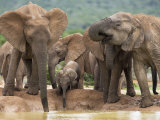 Elephant Breeding Herd (Loxodonta Africana)  Addo Elephant National Park  South Africa