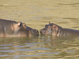 Hippopotamus (Hippopotamus Amphibius) Mother and Baby  Masai Mara National Reserve  Kenya