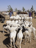 Animal Market at Ngueniene  Near Mbour  Senegal  West Africa  Africa