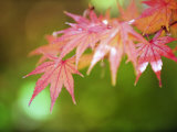 Autumn Maple Leaves  Sagano Area  Kyoto  Japan  Asia
