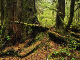 Rainforest  Pacific Rim National Park  Vancouver Island  British Columbia  Canada  North America