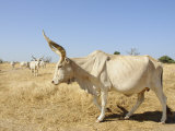 Brahman Cattle  Senegal  West Africa  Africa