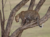Leopard (Panthera Pardus) in a Tree  Masai Mara National Reserve  Kenya  East Africa  Africa