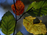 Beech Leaves  Cansiglio  Veneto  Italy  Europe