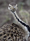 Black-Bellied Bustard (Black-Bellied Korhaan)  Masai Mara National Reserve  Kenya