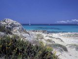 Yellow Flowers on the Beach  Formentera  Balearic Islands  Spain  Mediterranean  Europe