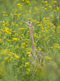 Female Black-Bellied Bustard  Imfolozi Game Reserve  South Africa