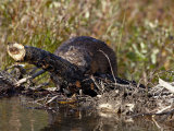 Beaver Hauling a Log Up over its Dam  Denali National Park and Preserve  Alaska  USA