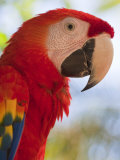 Scarlet Macaw  Roatan  Bay Islands  Honduras  Central America