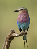 Lilac-Breasted Roller (Coracias Caudata)  Serengeti National Park  Tanzania  East Africa  Africa