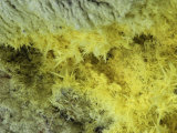 Sulphur Crystals in Volcanic Solfatara Vent  Kussharo Caldera  Akan National Park  Hokkaido  Japan
