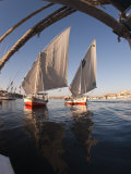 Feluccas Sailing on the River Nile Near Aswan  Egypt  North Africa  Africa