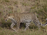 Leopard (Panthera Pardus) Walking  Masai Mara National Reserve  Kenya  East Africa  Africa